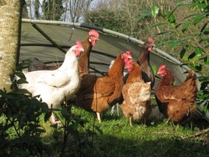 chickens